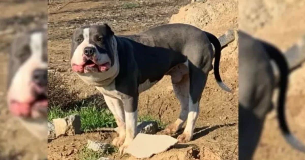 Rescuer Comes To The Rescue A Chubby Face Dog, Learns Of Its Health Challenge