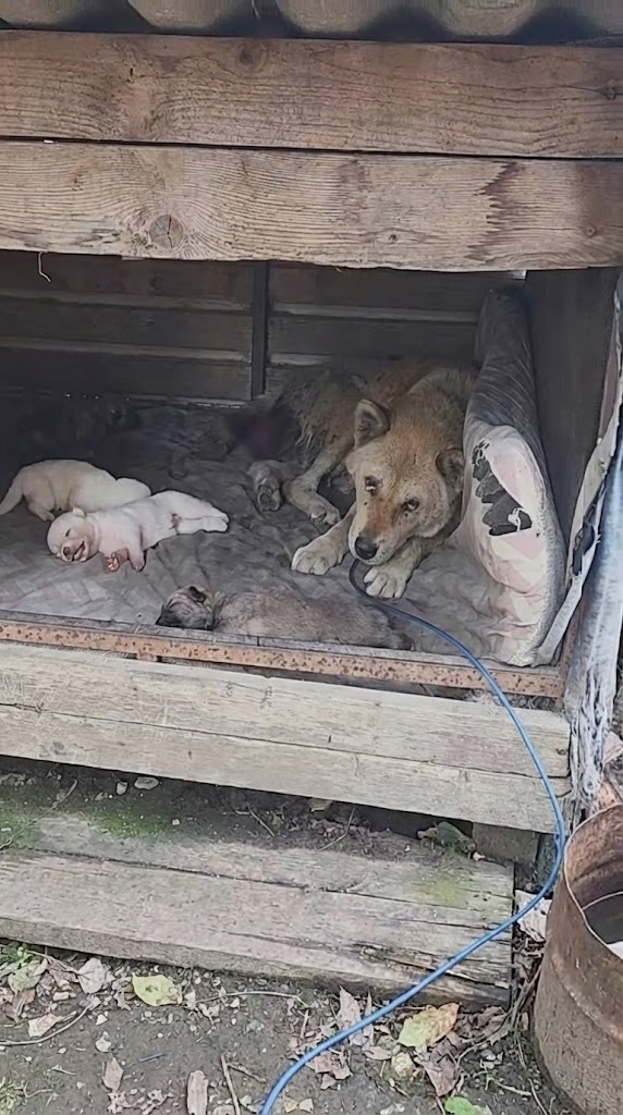 At Seventeen, She Was Still Protecting Her Puppies — Even as Her Body Was Failing