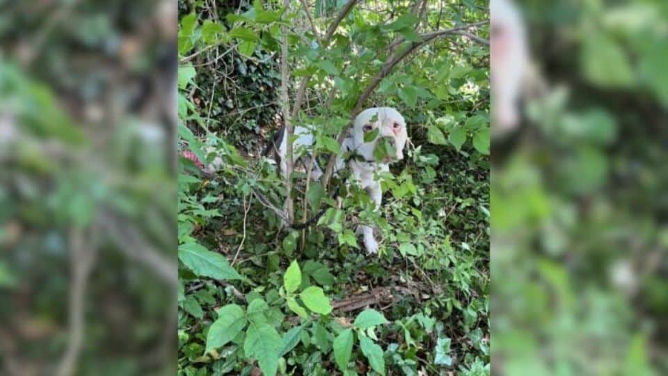 From Lonely Bushes To Loving Arms: Dubya’s Journey From Abandonment To Family