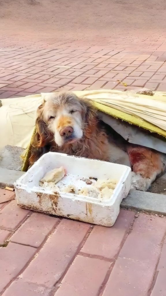 He Lay on the Pavement Where He Was Abandoned — And Waited for Someone to Choose Him