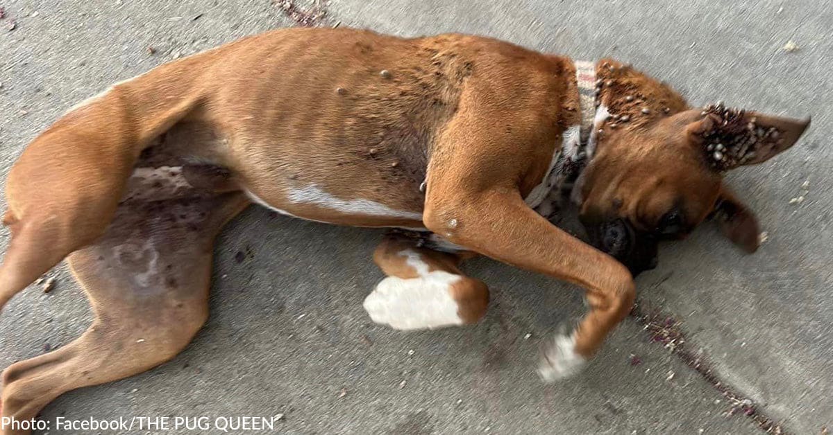 Boxer Puppy Collapses From Exhaustion After Being Covered In Ticks