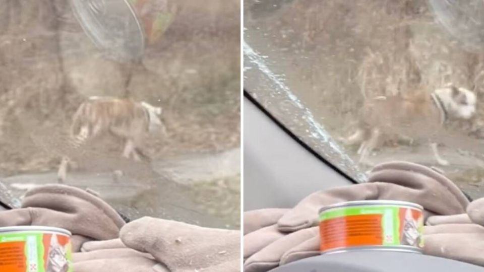 Rescuers Save Limping Dog From Freezing Streets of St. Louis Just in Time