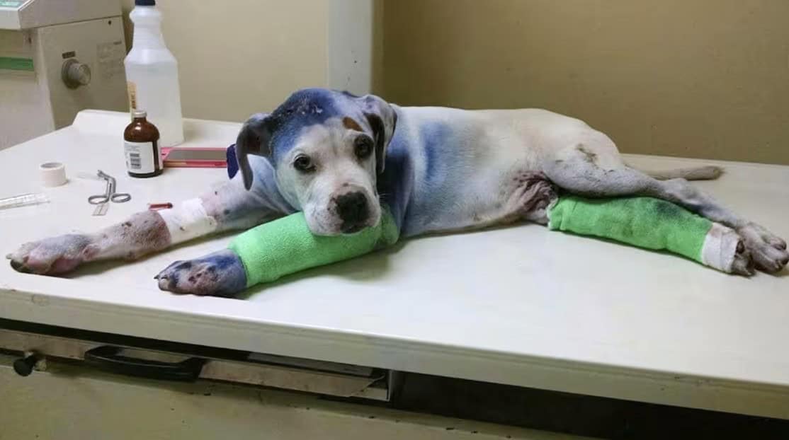 He Was Broken and Alone — Until One Gentle Dog Refused to Leave His Side