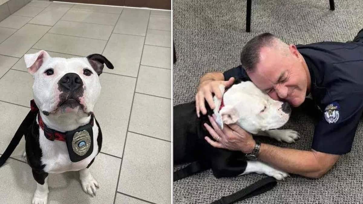 From Stray to Family: How One Dog’s Visit to the Police Station Changed His Life Forever
