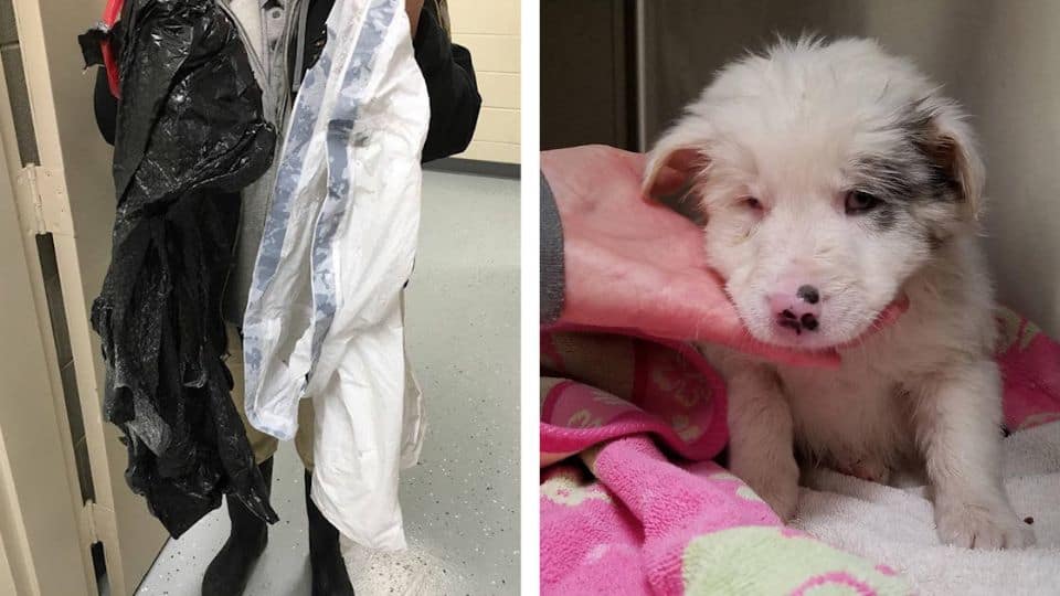 From Frozen Creek to Forever Hope: The Rescue of Chapel the Puppy