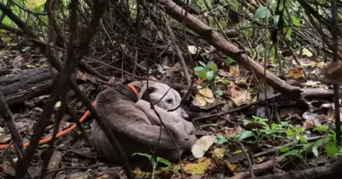 Malnourished Pup Rescued From The Woods With Life-Threatening Condition