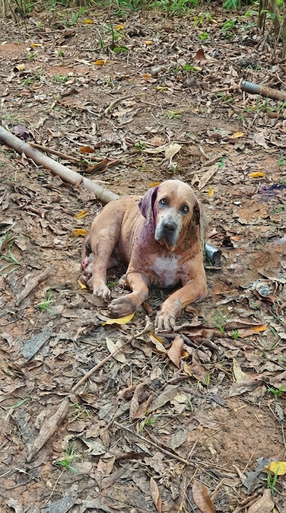 She Was Left in a Crumbling Backyard — After Years of Being Used and Forgotten