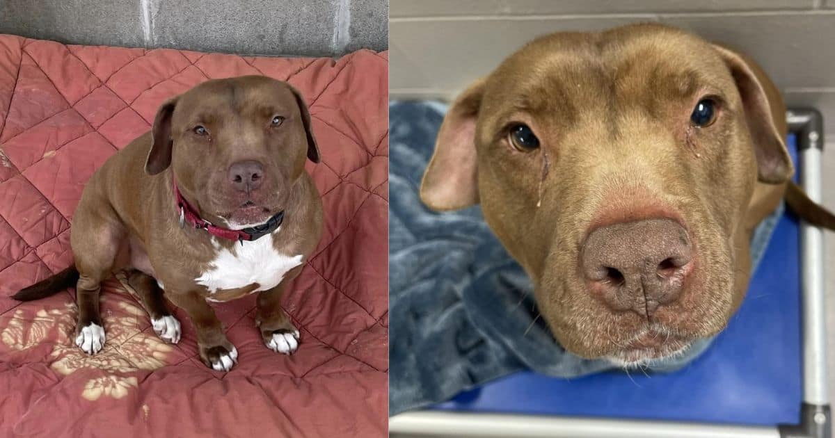 Over 1,000 Days of Heartache Turn to Joy as Shelter Dog Finds His Forever Home