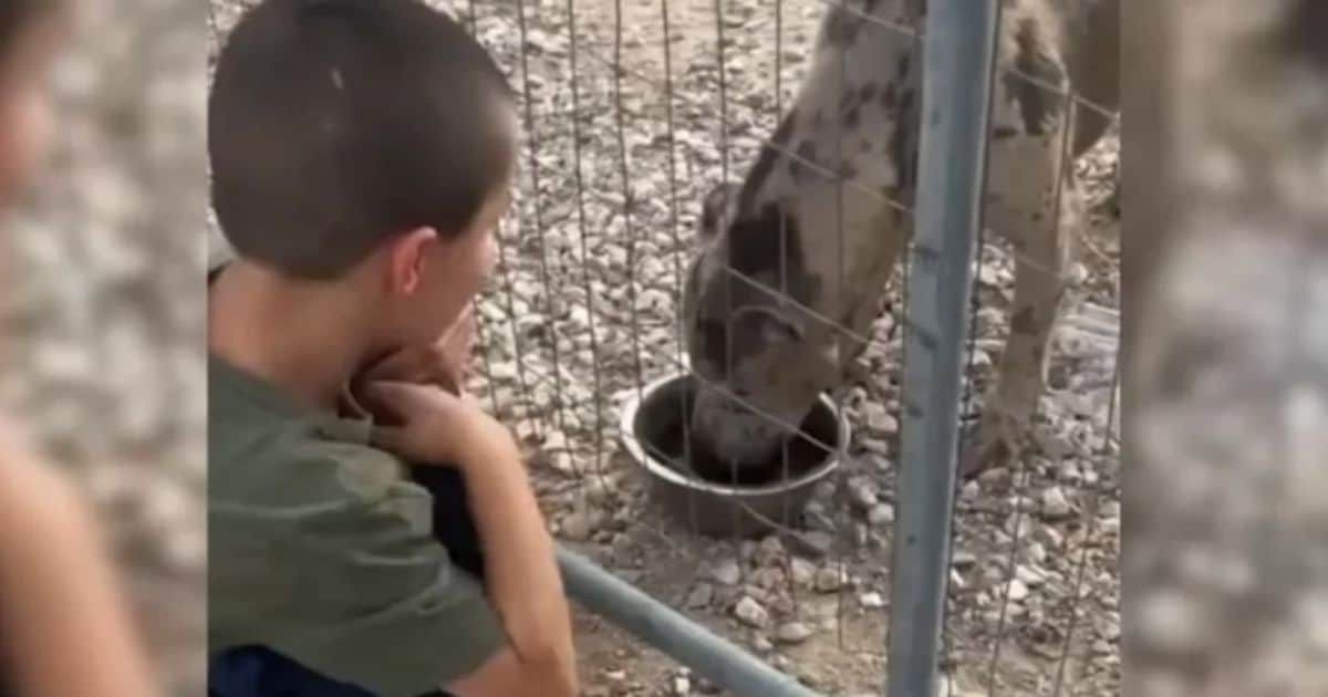 5-Year-Old Boy Feeds Neglected Dog, Saving Its Life from Cruel Owner