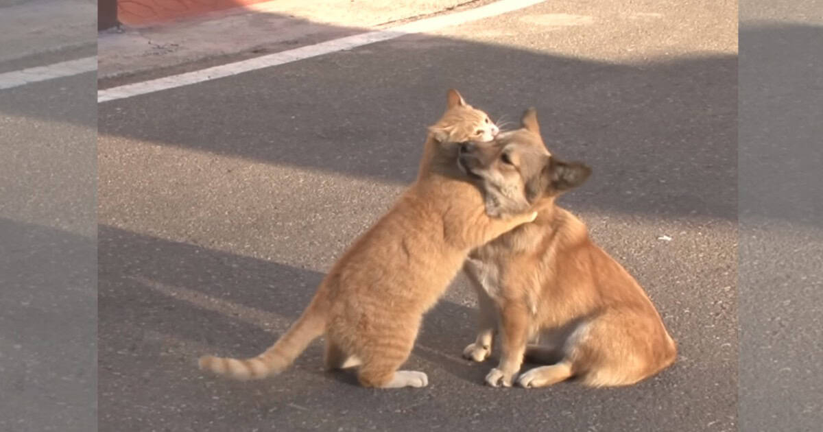 Stray Cat Brings Comfort to Abandoned Dog Waiting for His Owner to Return