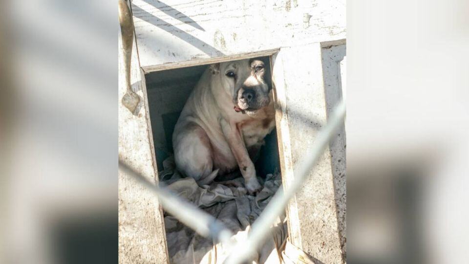Pamela’s Eight Years of Loneliness End With the Sweetest Rescue