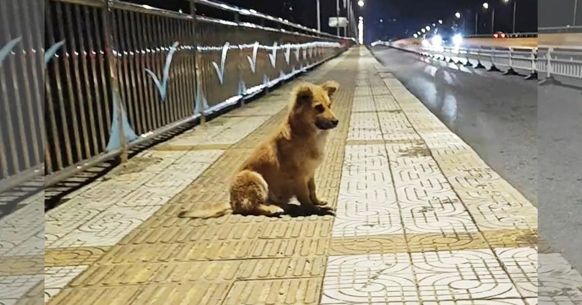 Heartbroken Pup Waited at An Overpass for Weeks, Believing His Owner Would Come Back