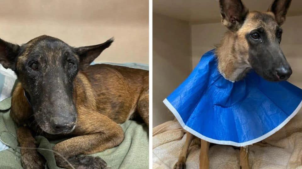 A Mail Carrier Followed Her Heart And Found Two Dogs Holding On to Hope