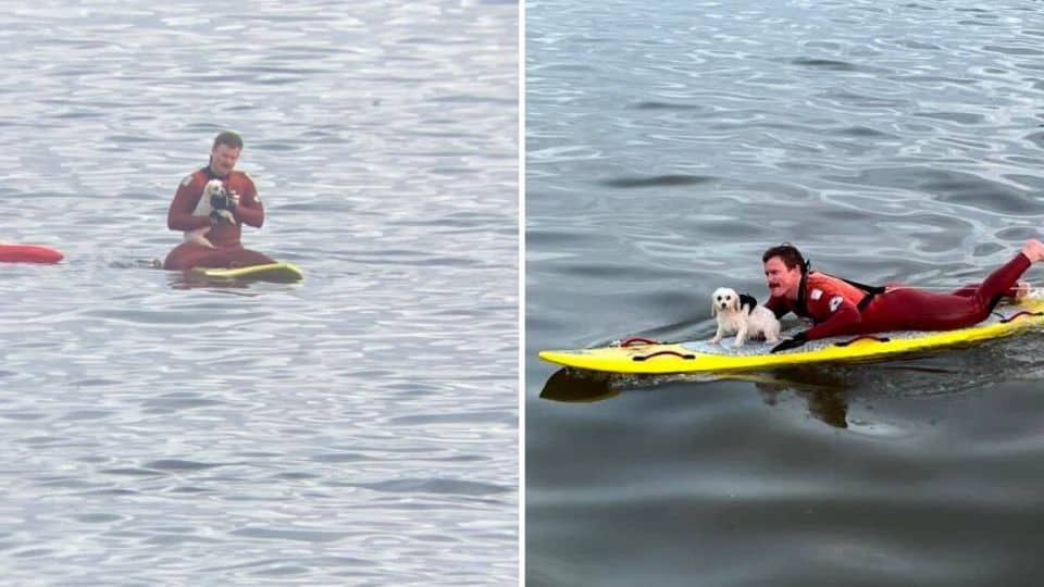 Tiny Dog Battles Cold Ocean in California Until Lifeguards Rush to Save Her
