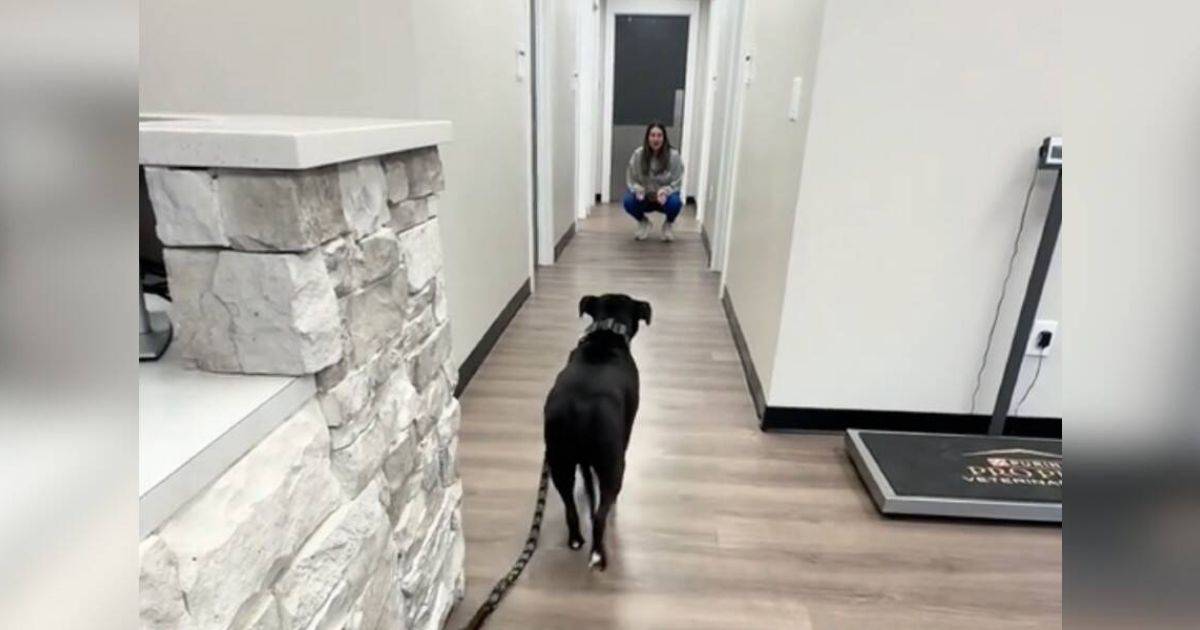 Nervous Pup Meets Her New Vet And Can’t Believe It’s Someone She Knows
