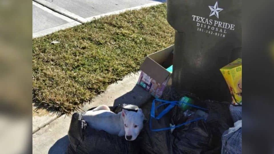 Puppy Rescued From Trash Finds Hope In A Loving Home
