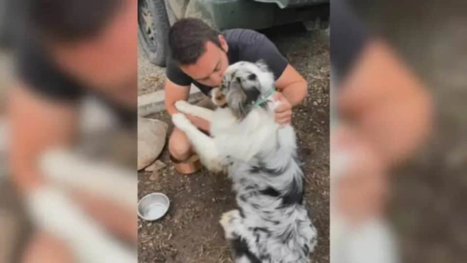 Woman Wondered Why Her Husband Didn’t Want A Dog Until She Learned the Heartbreaking Truth