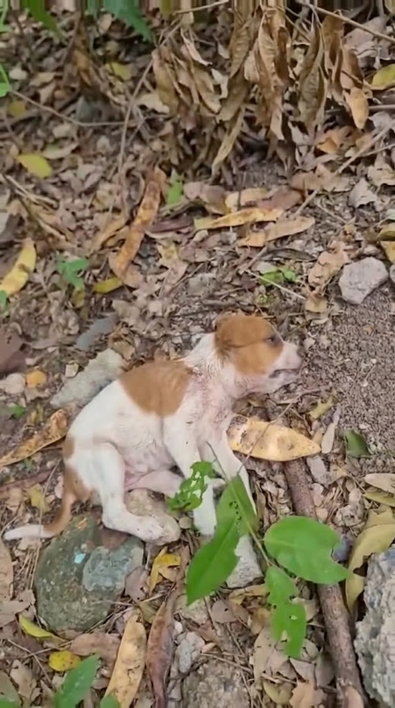 She Cried for Help Until Her Body Couldn’t Anymore — And Someone Finally Listened