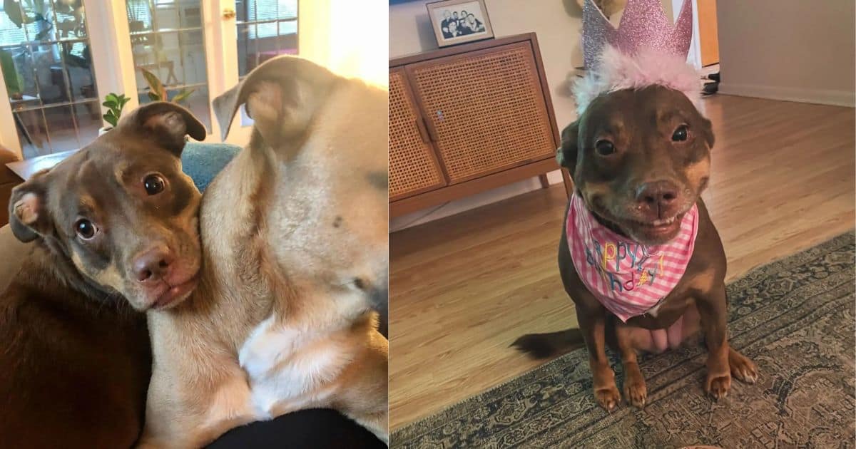 Rescued Pup Can’t Stop Smiling As Family Throws Her A Special Birthday Party