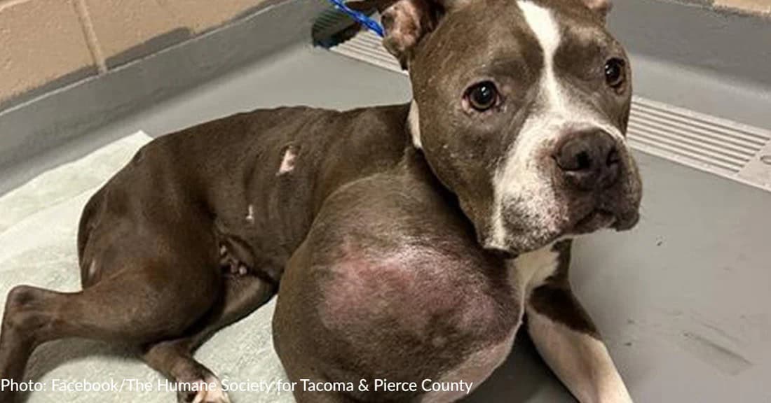 Dog With Giant Tumor Could Barely Walk But Still Looked At People With Love