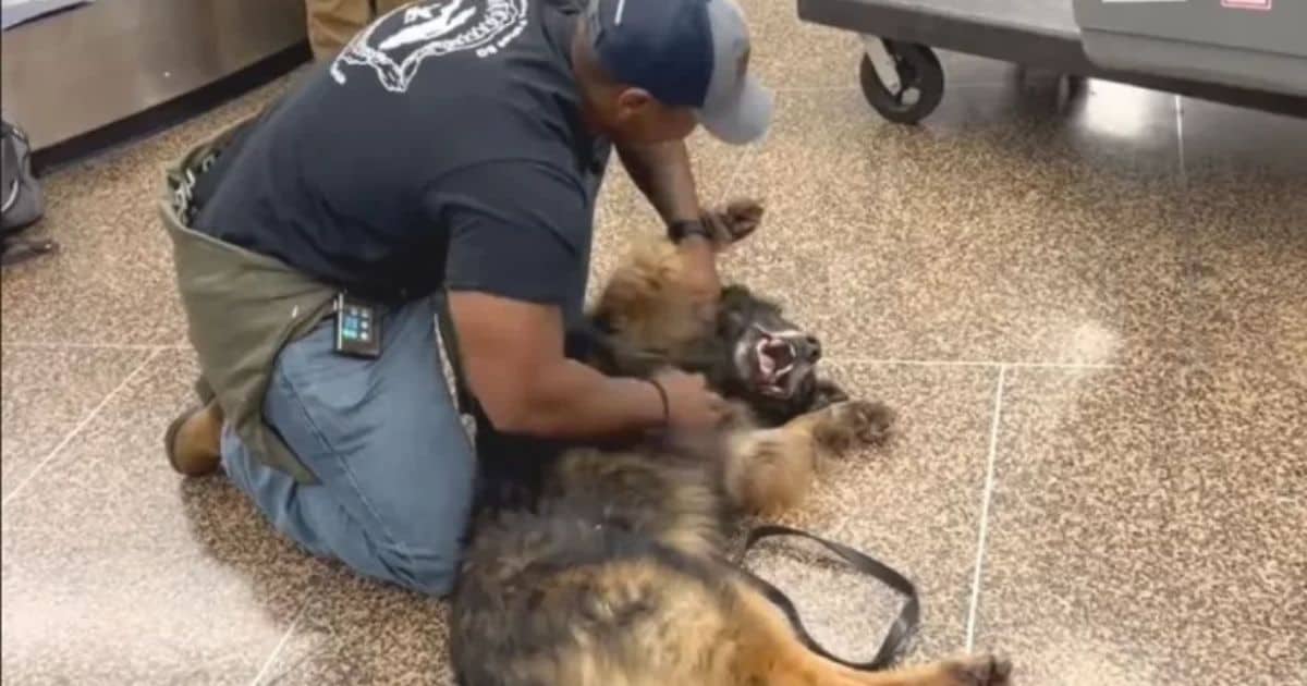 10-Year-Old Military Dog Turns Into A Playful Puppy When Reuniting with His Handler