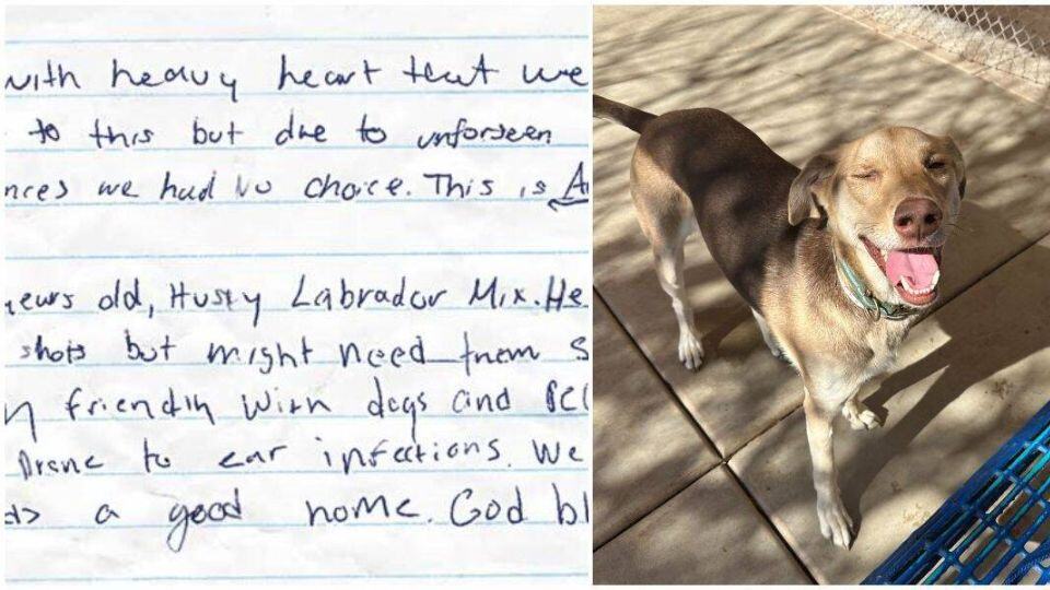 Dog Left in Shelter Lot With a Heartbreaking Message Gets the Happy Ending He Deserved