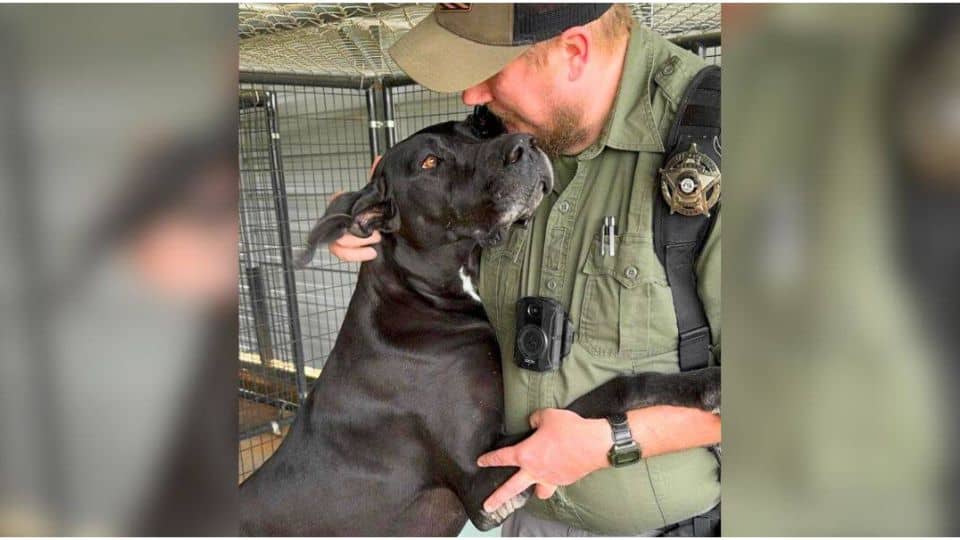 Rescued Great Dane Sisters Finally Find Safety After Years of Hardship