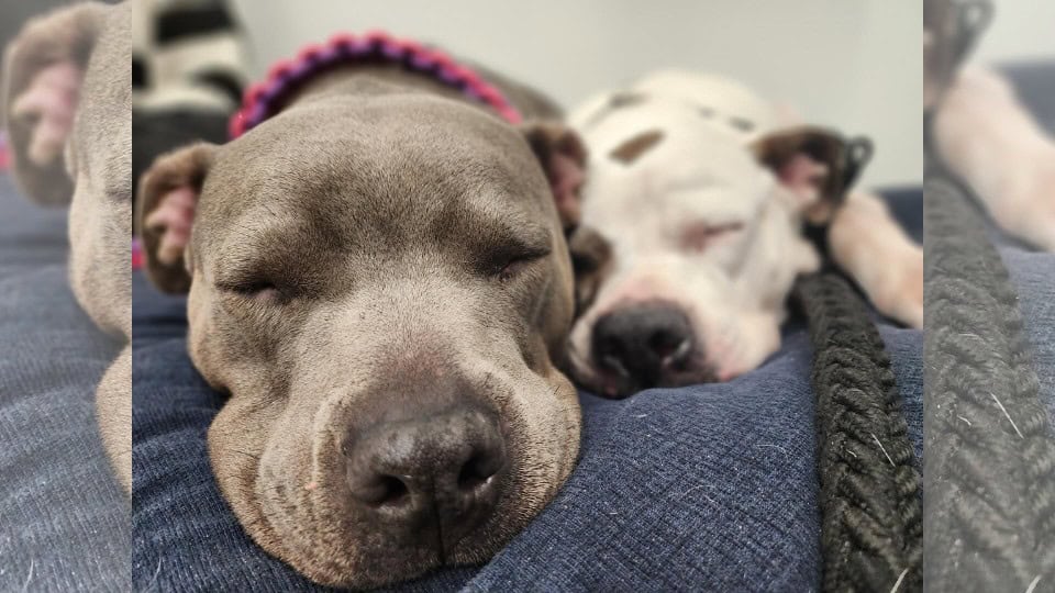 Pregnant Shelter Dog Gives Birth Beside The Sister She Thought She Lost