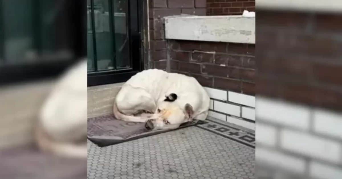 Rescuers Find Shivering Pup Hiding on Porch, Now Living the Comfy Life She Deserves