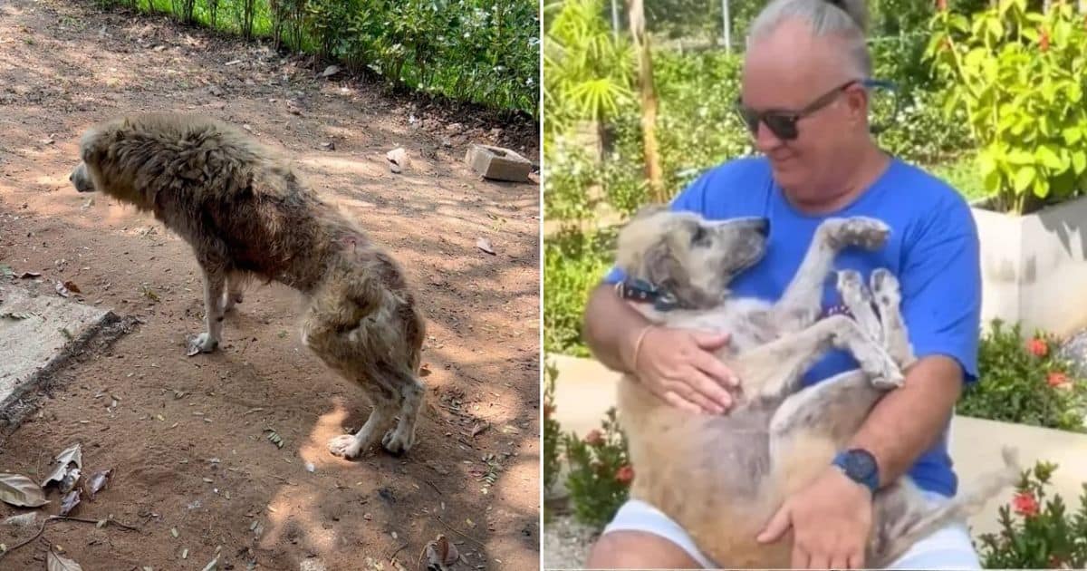 How An Elderly Street Dog Became a Source of Strength For His Owner