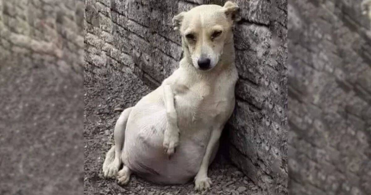 Heartwarming Rescue Of An Abandoned Pregnant Dog And Her New Beginning