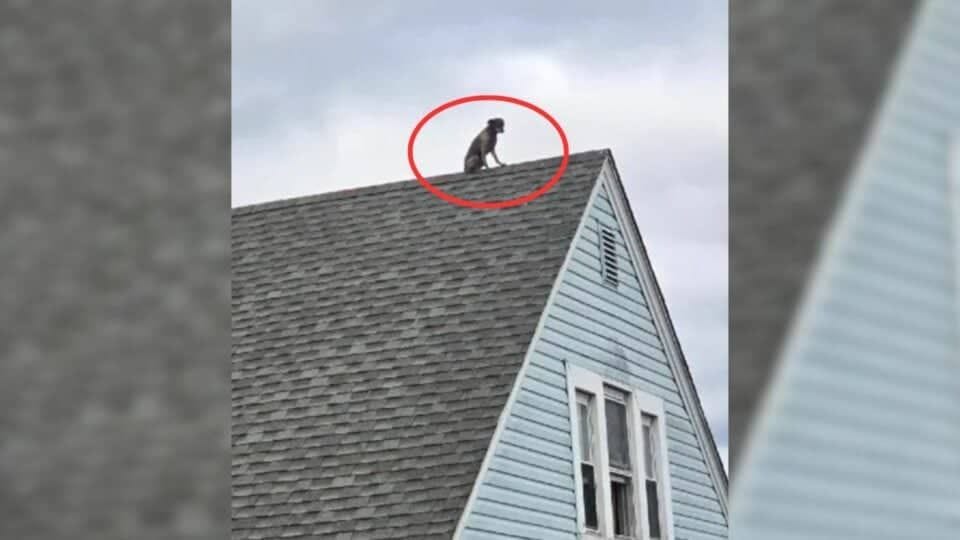 Curious Pup Baffles Neighborhood After Climbing Onto Roof Through Attic Window