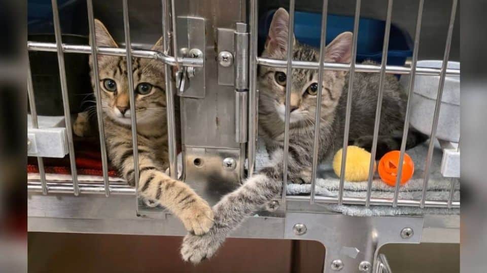 Staff Member Captures Sweet Moment Between Two Kittens Holding Paws