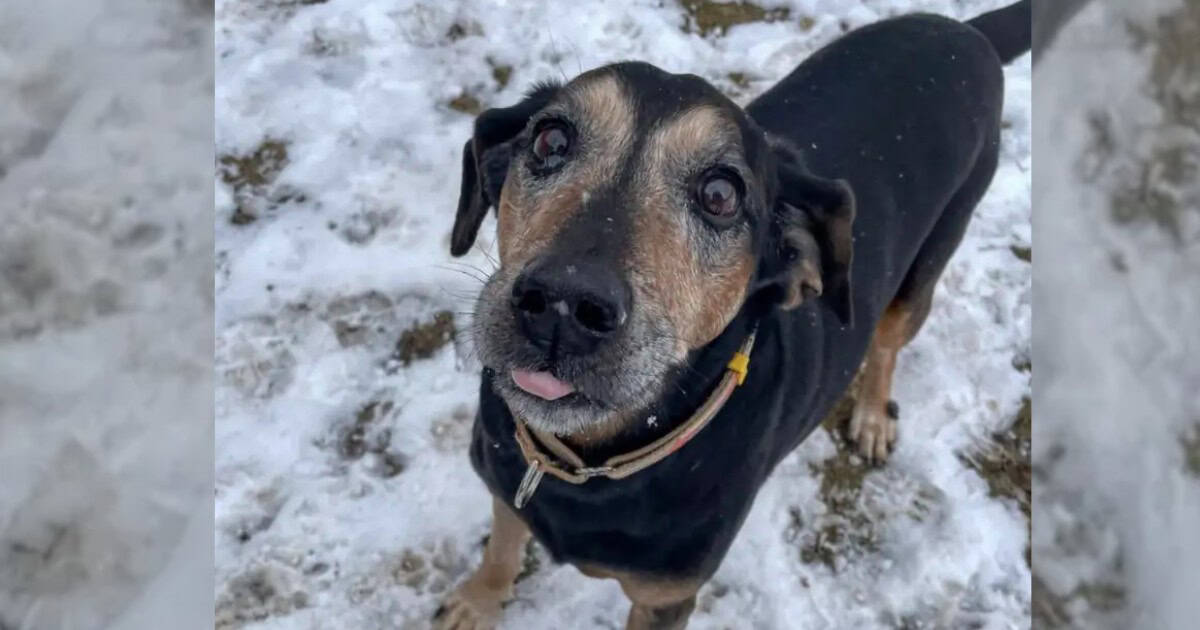 Lonely Senior Dog Spends 1,700 Days In Shelter Waiting For A Family To Love Him