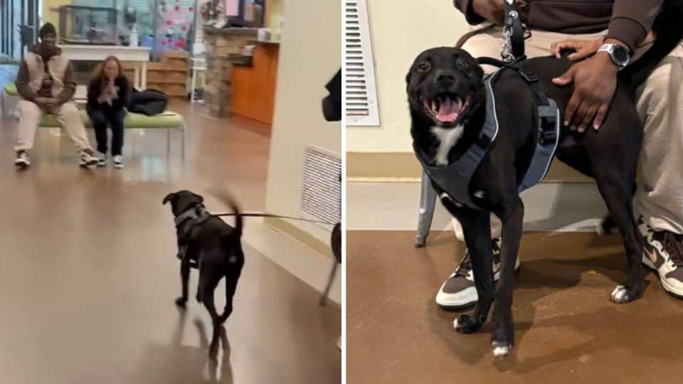 Heartbroken Dog Spends Six Months Waiting Until His Family Comes Back