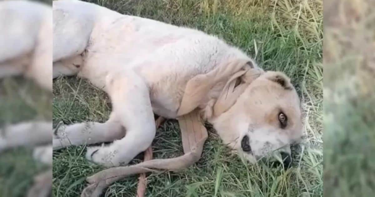 Rescuers Find Large Dog Left Alone By The Road With Heavy Rope Tightened Around His Neck