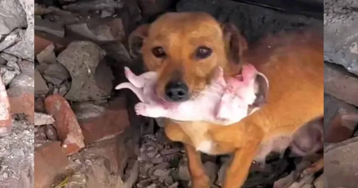 Desperate Mama Dog Pleads for Help to Save Her Freezing Puppies