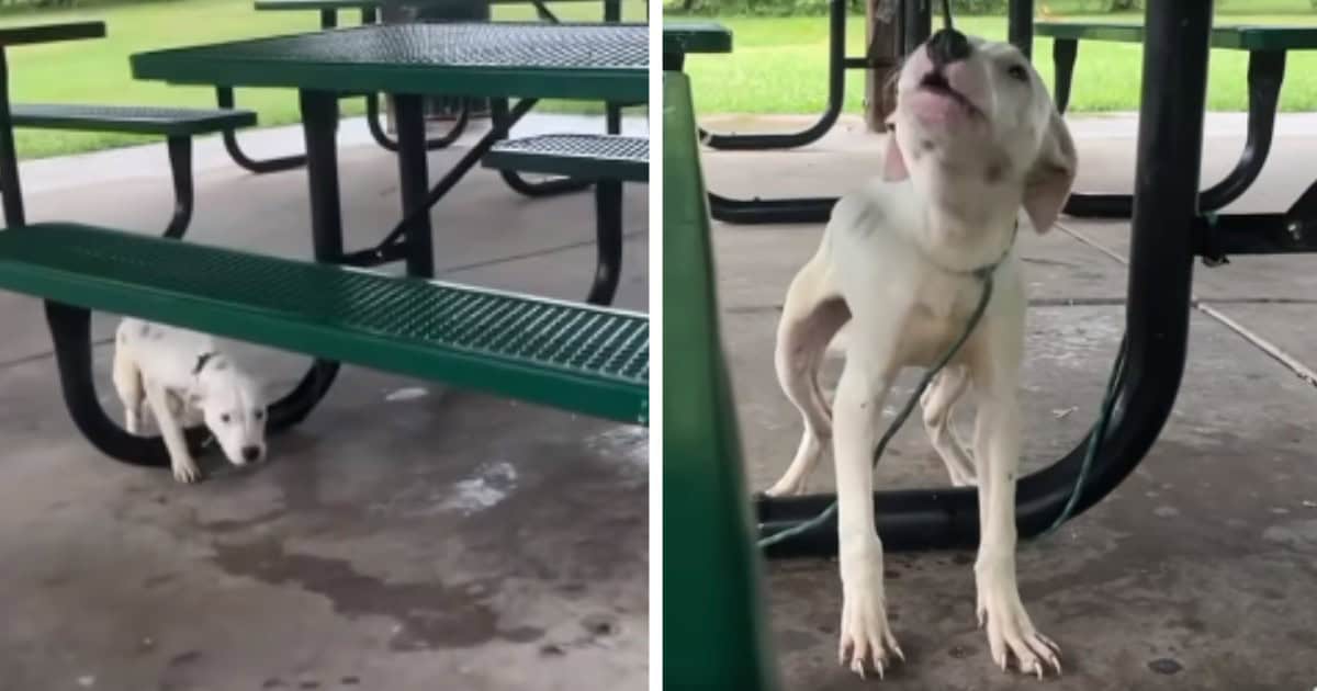 Shivering Puppy Left Tied To Picnic Bench During A Storm Cries Out For Help