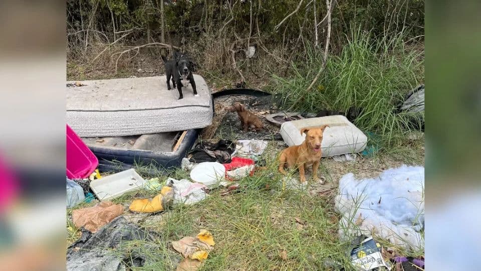 Family of Stray Dogs Rescued From Trash Piles Finds Safety and Love