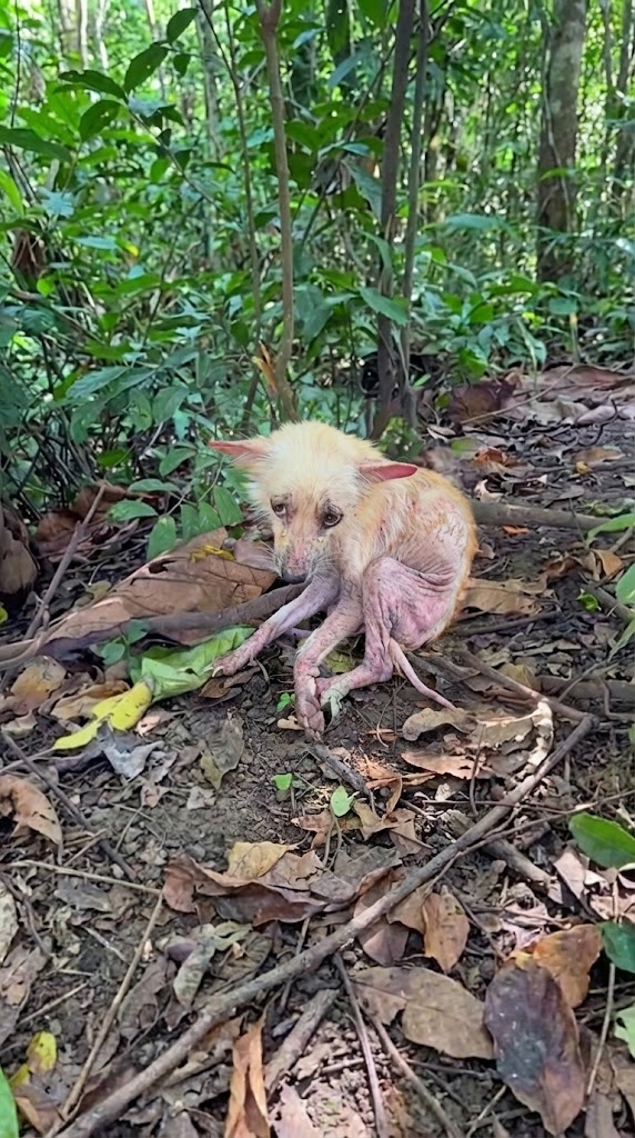 She Was Dumped in the Forest When She Couldn’t Produce Anymore — But Her Cry Reached the Right Hearts
