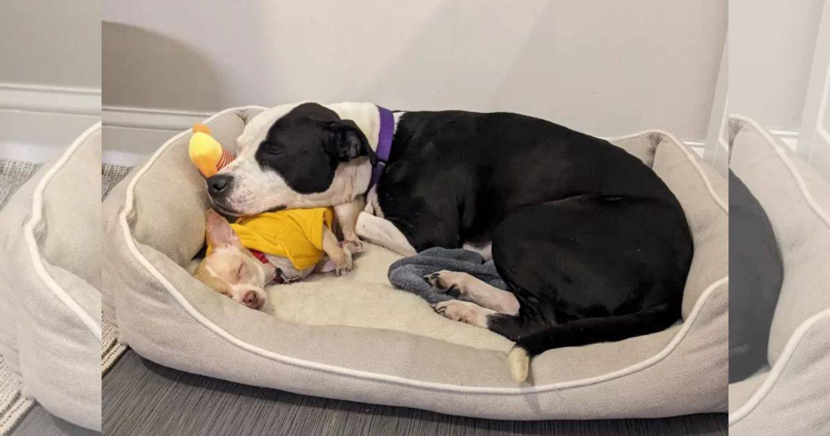 Two Dogs From Different Worlds Find Comfort In Each Other And A Loving Forever Home