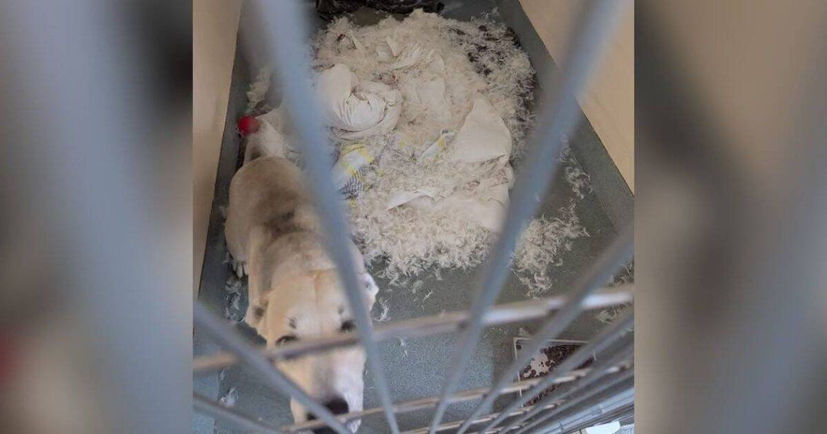 Shelter Employee Walks Past Dog’s Kennel And Can’t Believe Her Eyes 