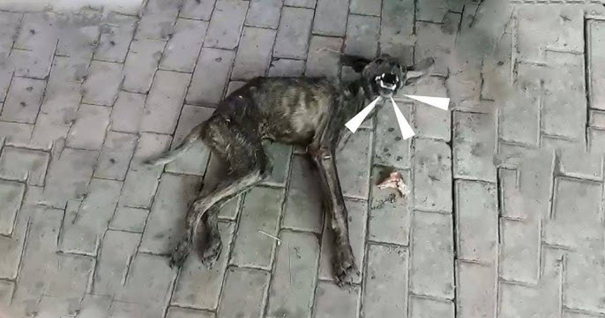 Paralyzed Dog Found Crying In Pain By The River, Begging People For Help