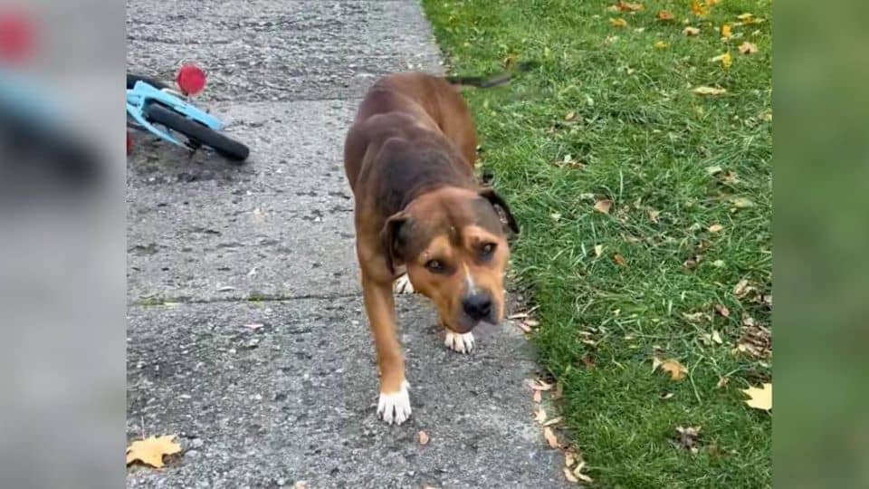 A Stray Dog in Pain Walked Into the Right Yard and Found Hope Again