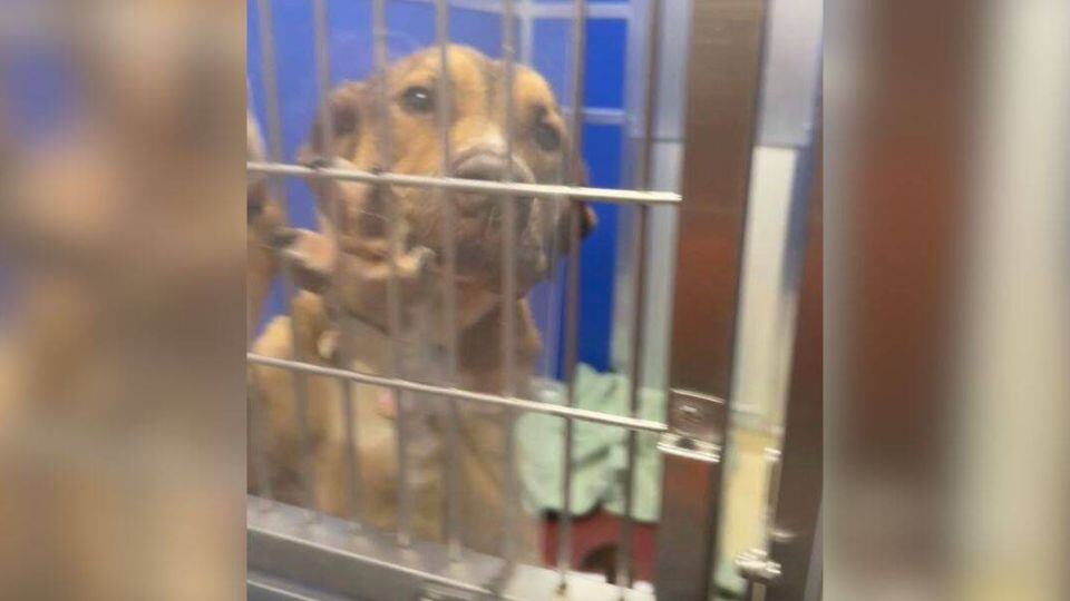 The Dog Who Begged for Help Finally Found Her Second Chance