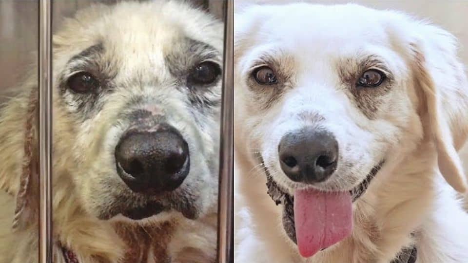 A Brave Dog Escapes Three Cruel Kill Attempts by Her Owners and Begins a New Life
