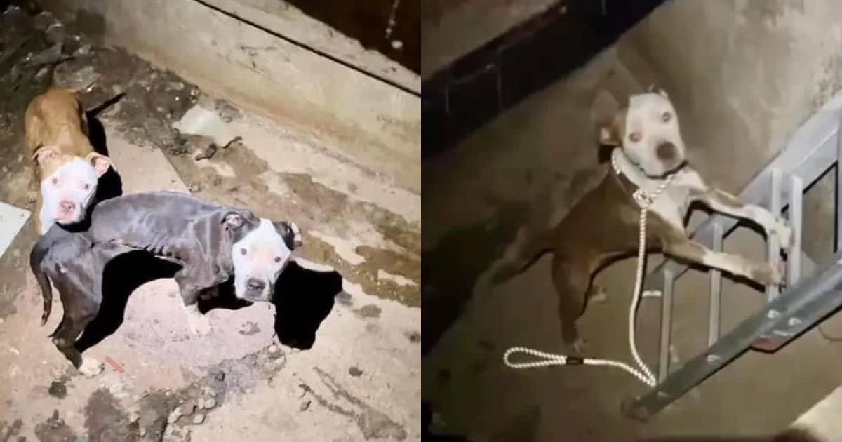 Passerby Hears Desperate Cries From Abandoned Laundromat, Discovers Two Starving Puppies Trapped in a Pit