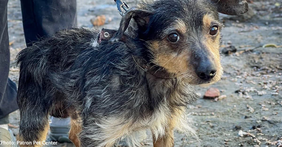 Dog Rescued Near Frontlines Beats Deadly Parvo and Fully Recovers