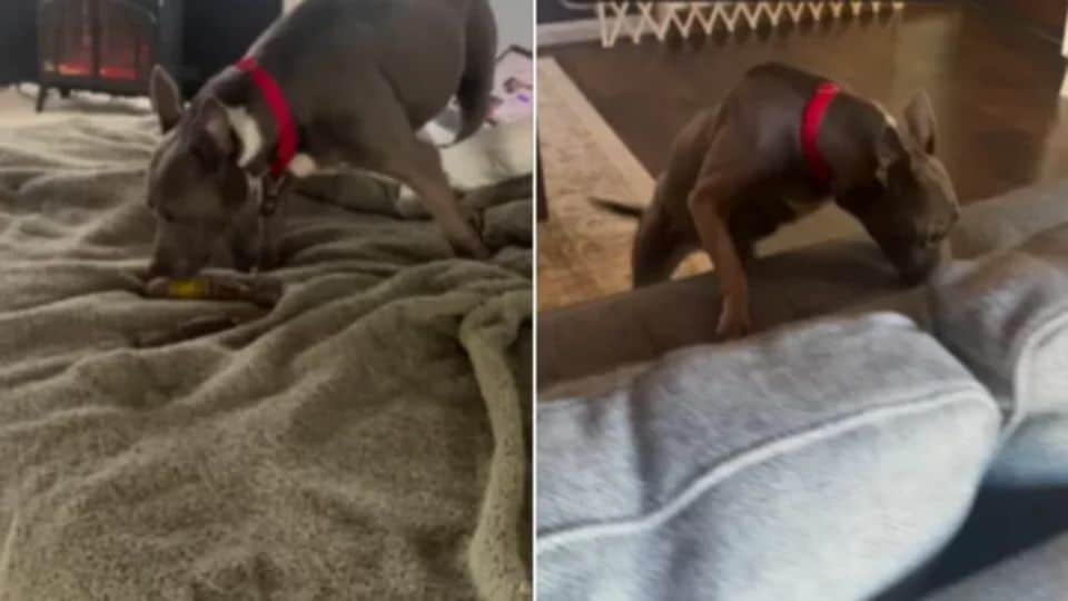 Senior Dog Spent 11 Years in a Shelter, Hoping for a Family When Everything Changed