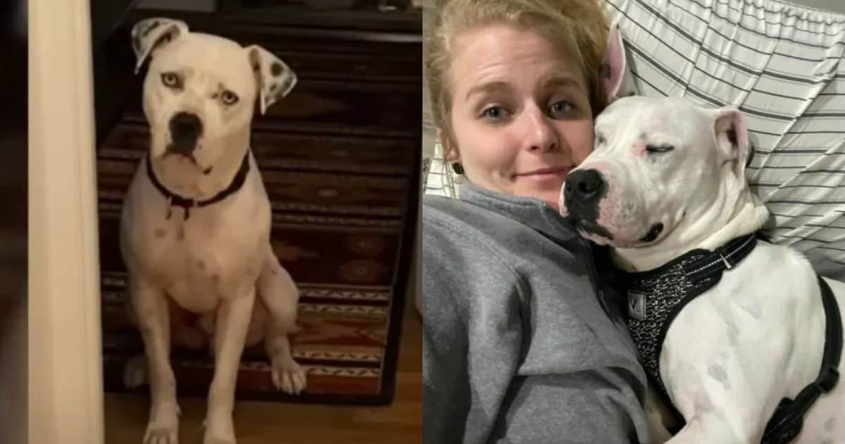 Woman Reunites With Foster Pup After He Was Abandoned Again, Decides To Give Him A Forever Home
